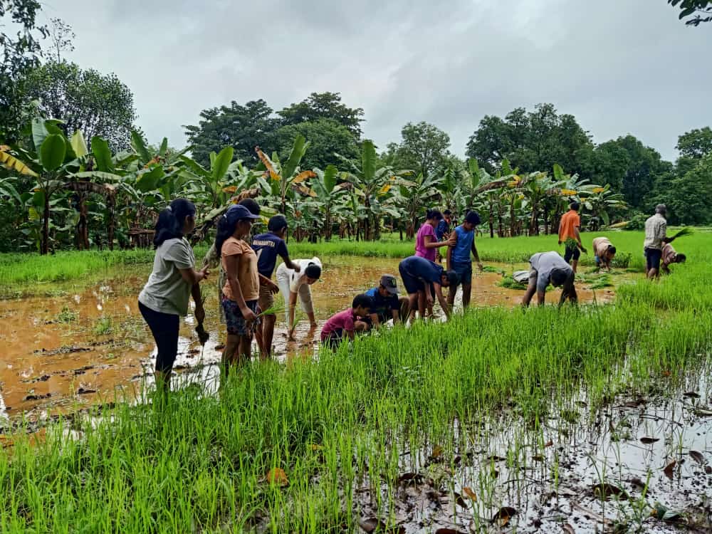 Plantation activity